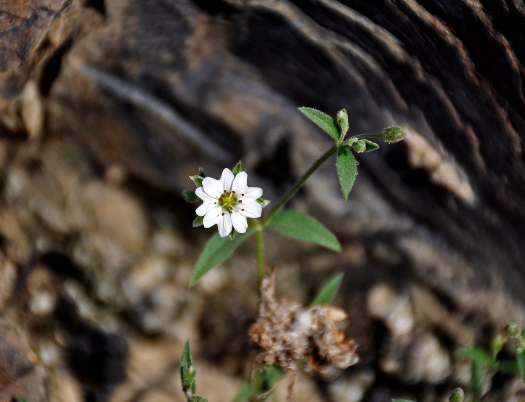 Изображение особи Stellaria amblyosepala.