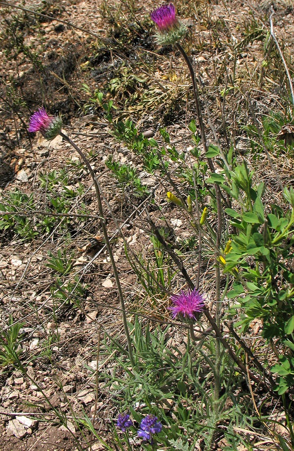 Image of Jurinea ledebourii specimen.