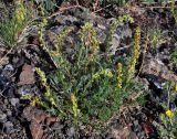 род Artemisia. Цветущее растение. Монголия, аймак Архангай, вулкан Хорго, ≈ 2400 м н.у.м., каменистый склон. 06.06.2017.