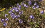 Veronica capsellicarpa