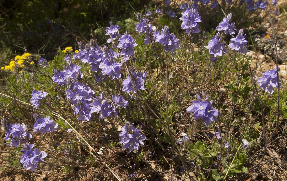 Изображение особи Veronica capsellicarpa.