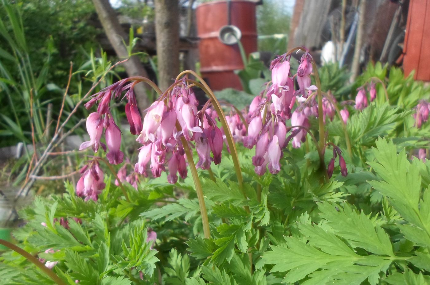 Изображение особи Dicentra formosa.