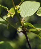 Frangula alnus. Часть побега с соцветием. Пермский край, г. Пермь, Кировский р-н, дер. Оборино, кооператив \"Якорь\", обочина грунтовой дороги вдоль забора. 18.06.2017.