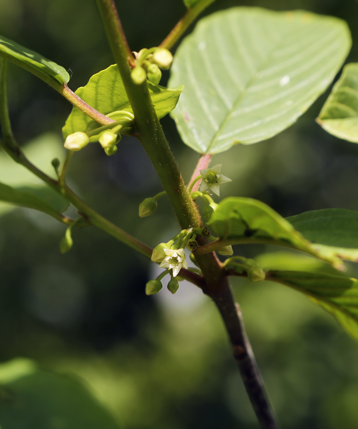 Изображение особи Frangula alnus.