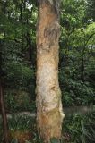 Melaleuca leucadendra. Ствол дерева. Китай, провинция Гуандун, г. Гуанчжоу, парк Юэсю. 06.03.2015.