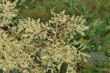 Aralia dasyphylla. Часть соцветия. Южный Китай, пров. Гуанси, округ Лонгшен, межа между рисовыми террасами Дажай. 11.10.2017.