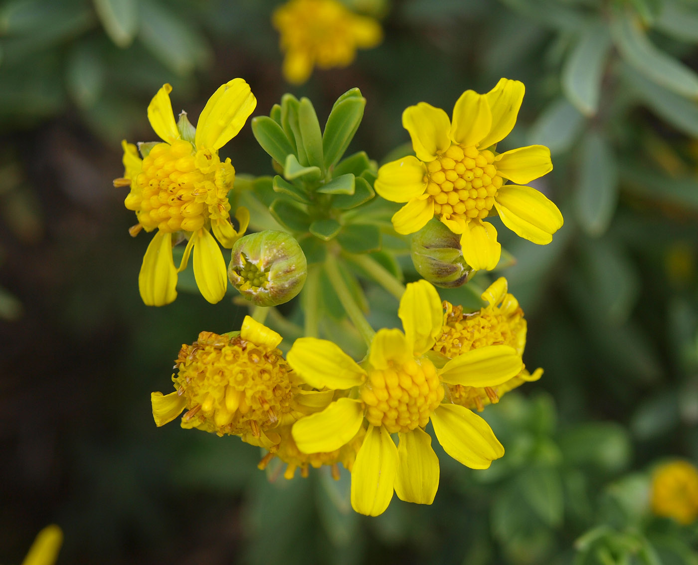 Image of Euryops lateriflorus specimen.