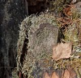 genus Cladonia