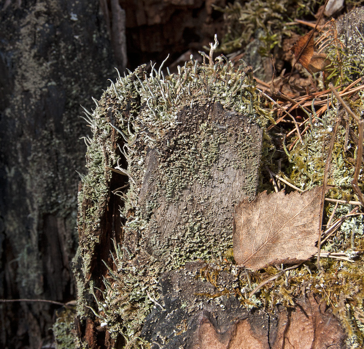 Изображение особи род Cladonia.