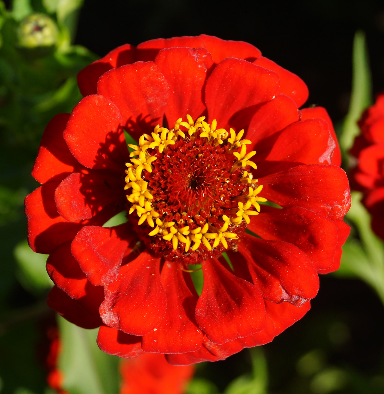 Изображение особи Zinnia elegans.