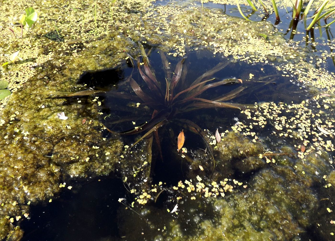 Image of Stratiotes aloides specimen.