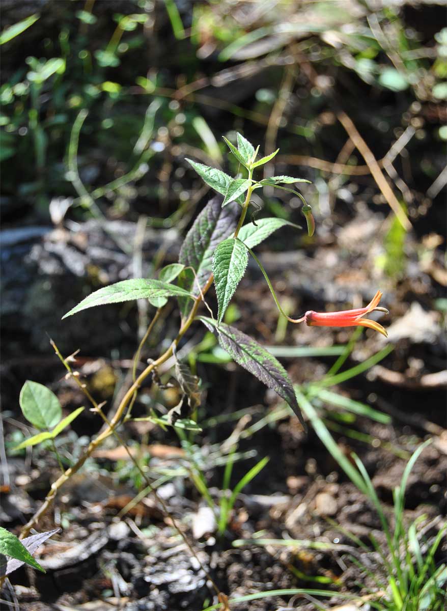 Image of Lobelia laxiflora specimen.