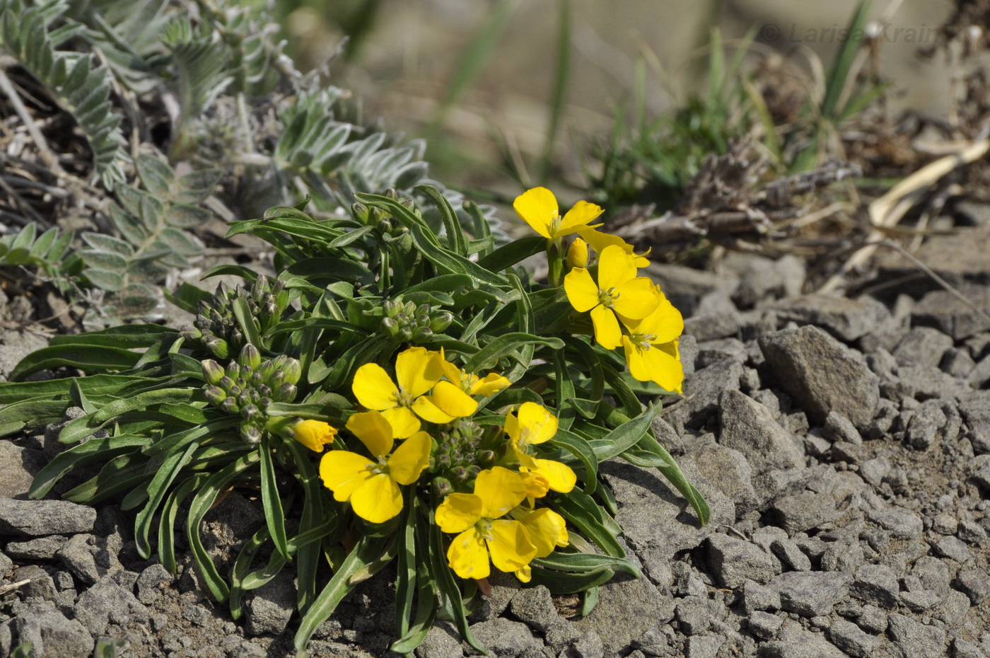 Изображение особи Erysimum amurense.