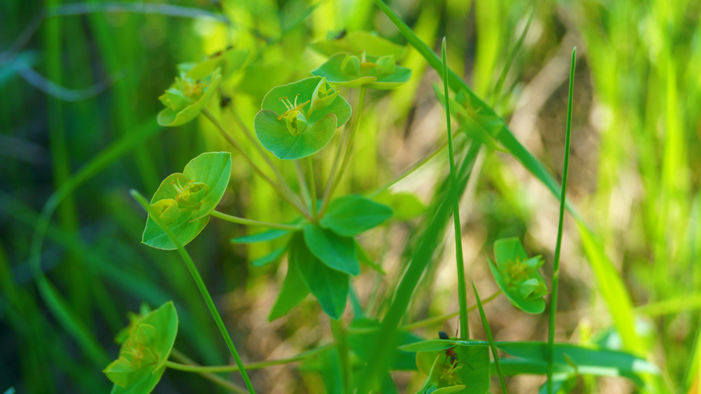 Изображение особи Euphorbia borodinii.