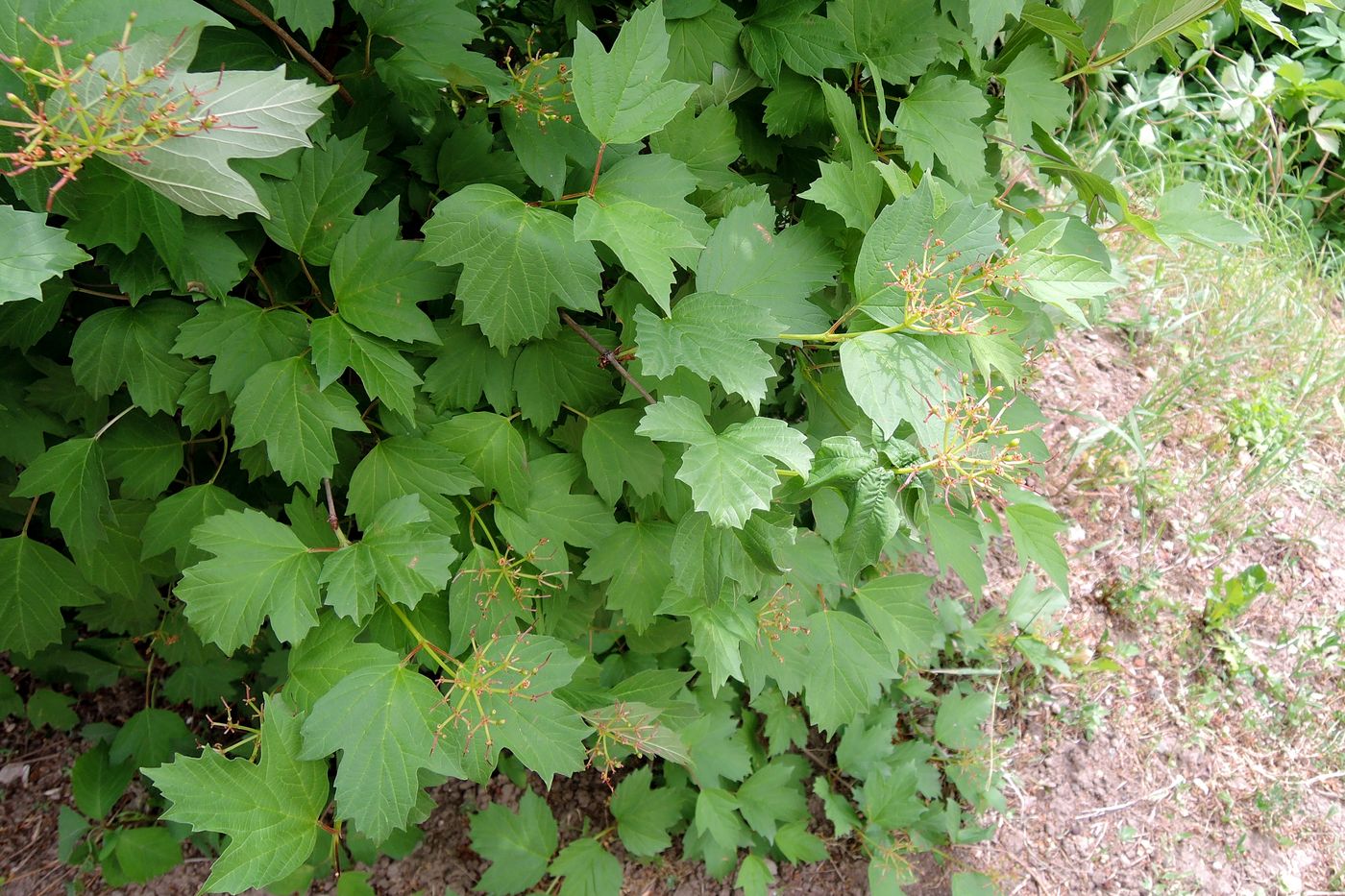 Image of Viburnum opulus specimen.