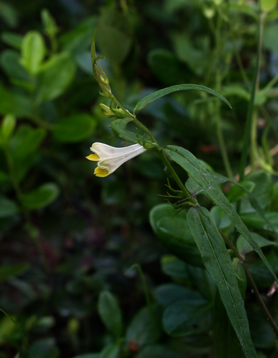 Image of Melampyrum pratense specimen.