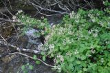 Lonicera caprifolium