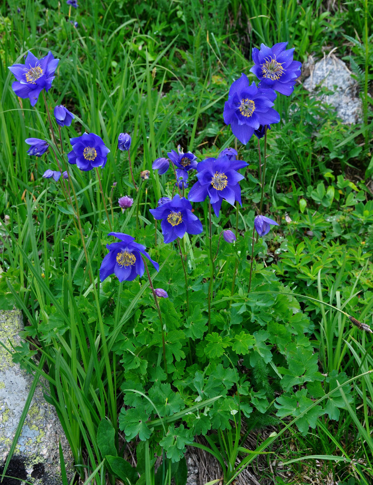 Изображение особи Aquilegia glandulosa.