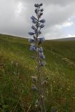 Delphinium speciosum