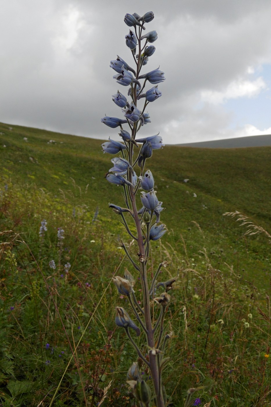 Изображение особи Delphinium speciosum.