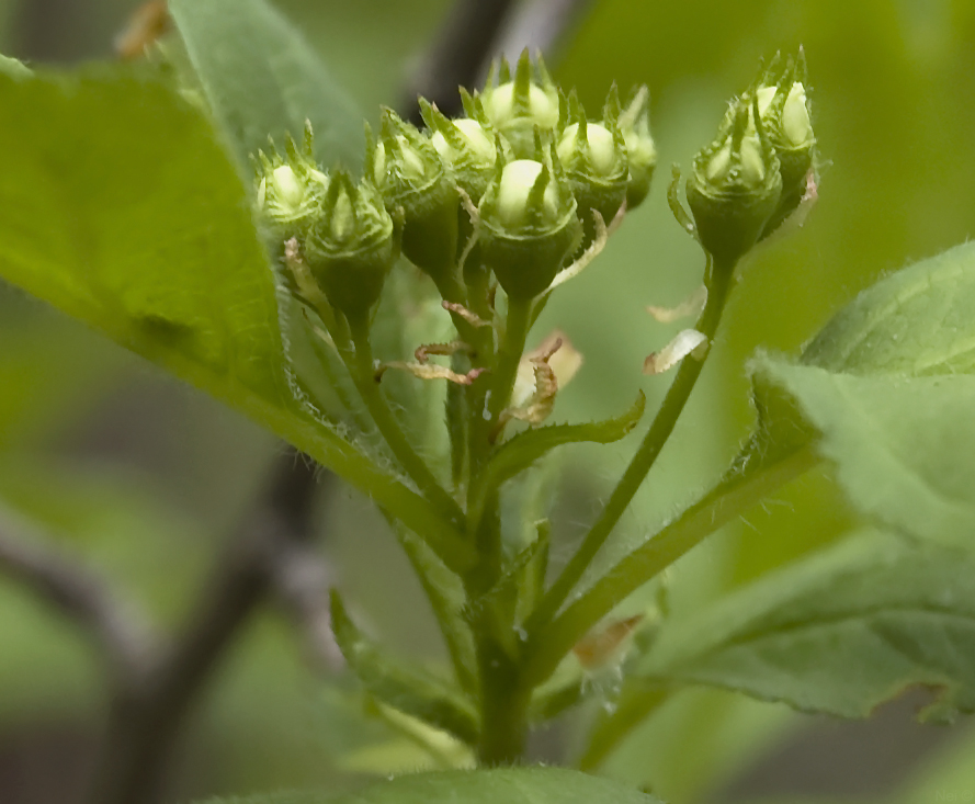 Изображение особи Crataegus sanguinea.