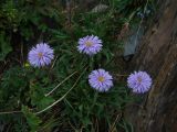 Erigeron azureus