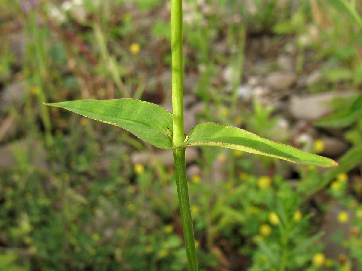 Изображение особи Hypericum montanum.