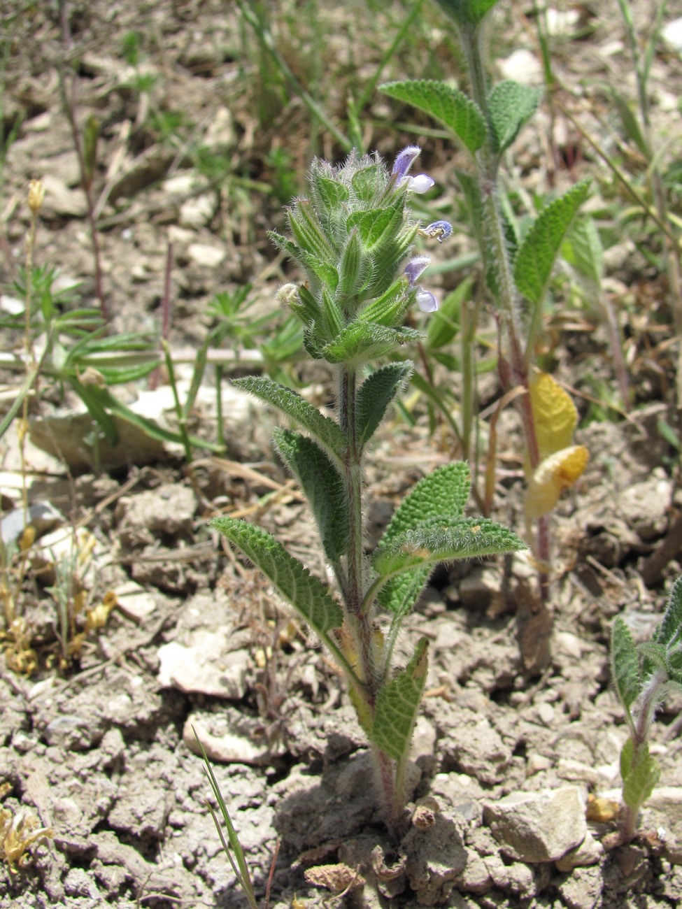 Изображение особи Salvia viridis.