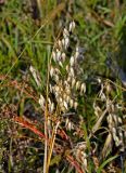 Avena sativa