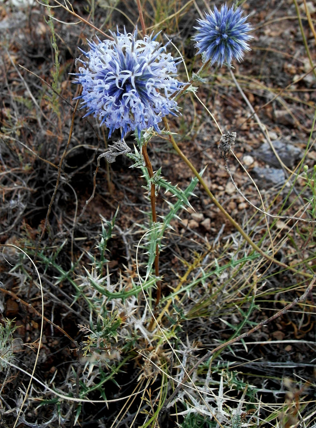 Image of Echinops subglaber specimen.