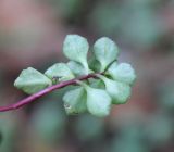 Sedum stoloniferum