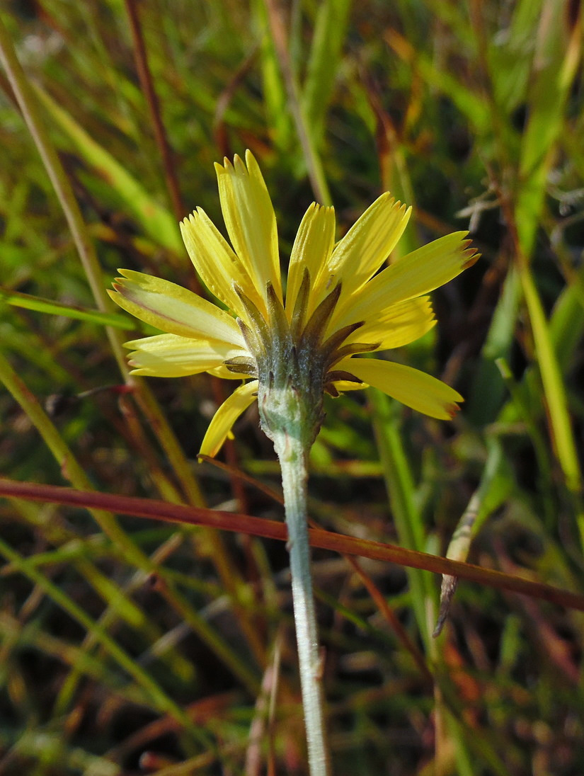 Image of Scorzoneroides autumnalis specimen.