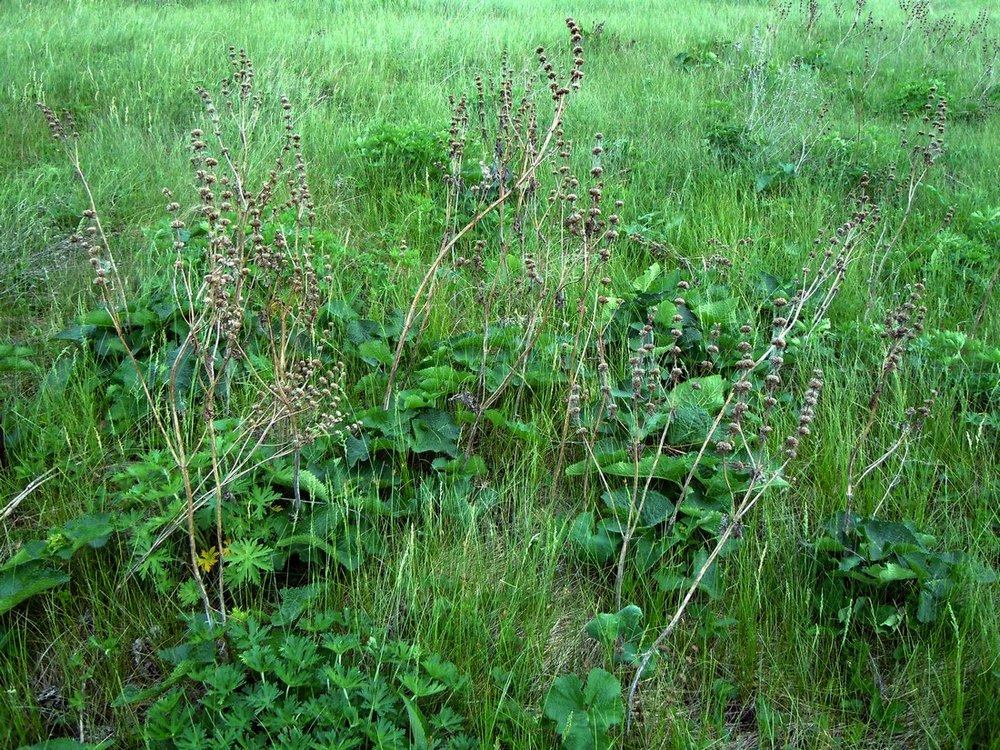 Изображение особи Phlomoides tuberosa.