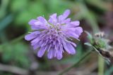 Knautia arvensis. Соцветие. Московская обл., окр. г. Дмитрова, берег канала им. Москвы. 28 октября 2018 г.