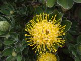 Leucospermum conocarpodendron