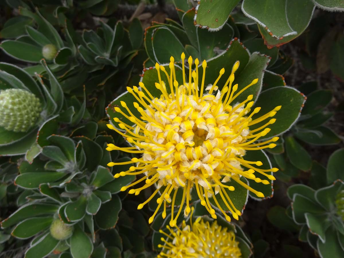 Image of Leucospermum conocarpodendron specimen.