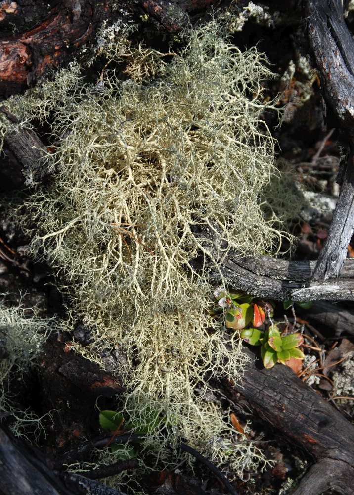 Изображение особи Gowardia nigricans.