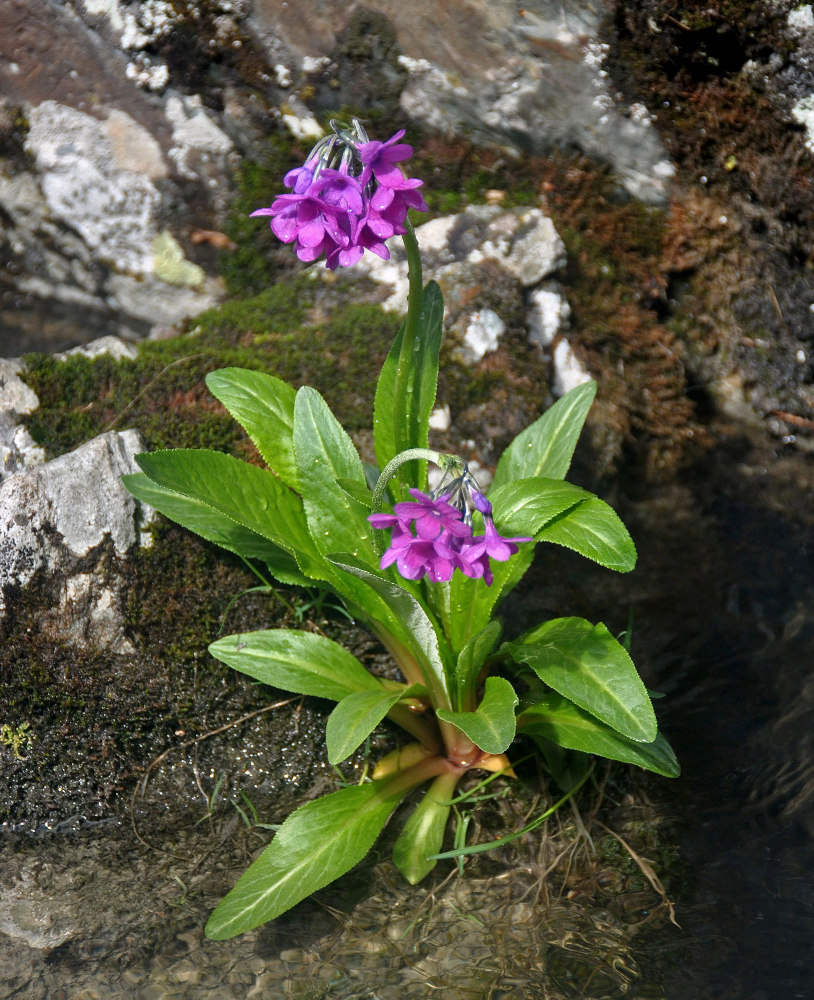 Изображение особи Primula nivalis.