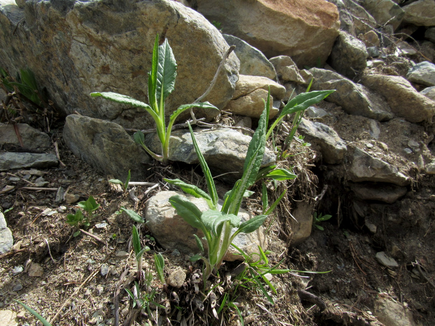 Image of Saussurea schweingruberi specimen.