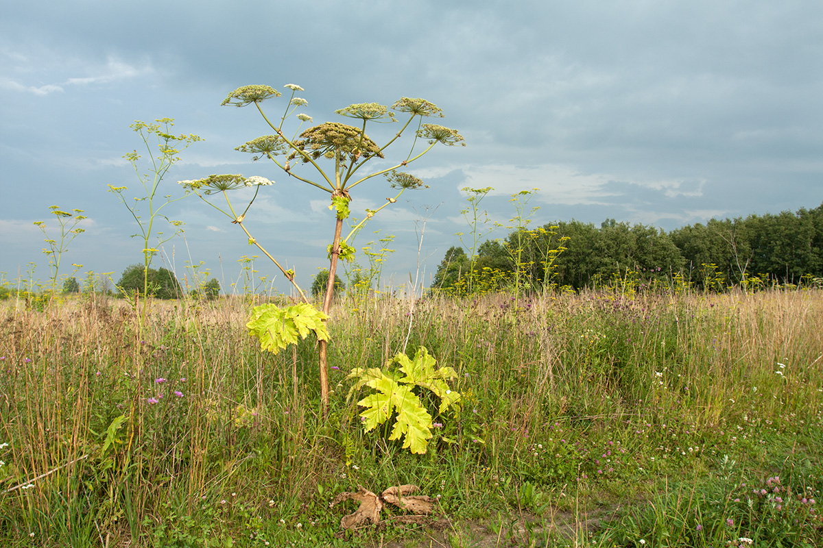 Изображение особи Heracleum sosnowskyi.