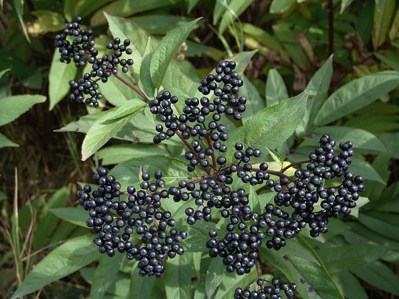 Изображение особи Sambucus ebulus.