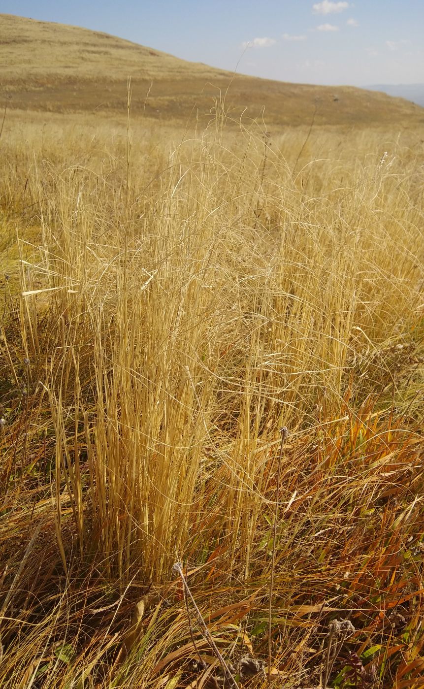 Изображение особи род Stipa.