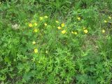 Ranunculus acris