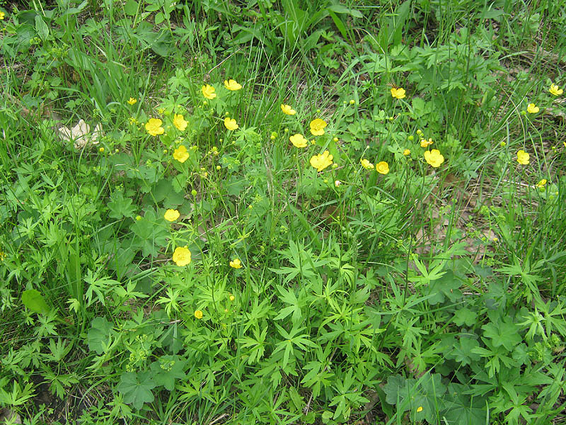 Изображение особи Ranunculus acris.
