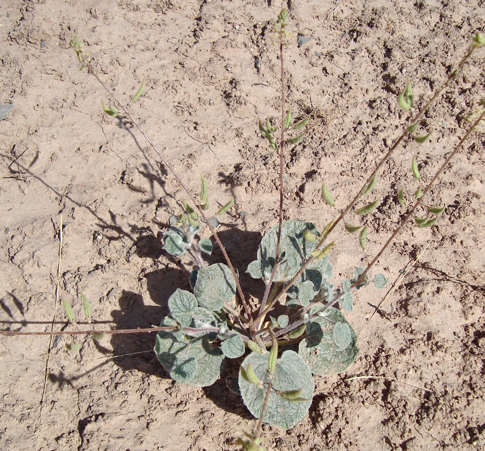 Image of Cleome tomentella specimen.