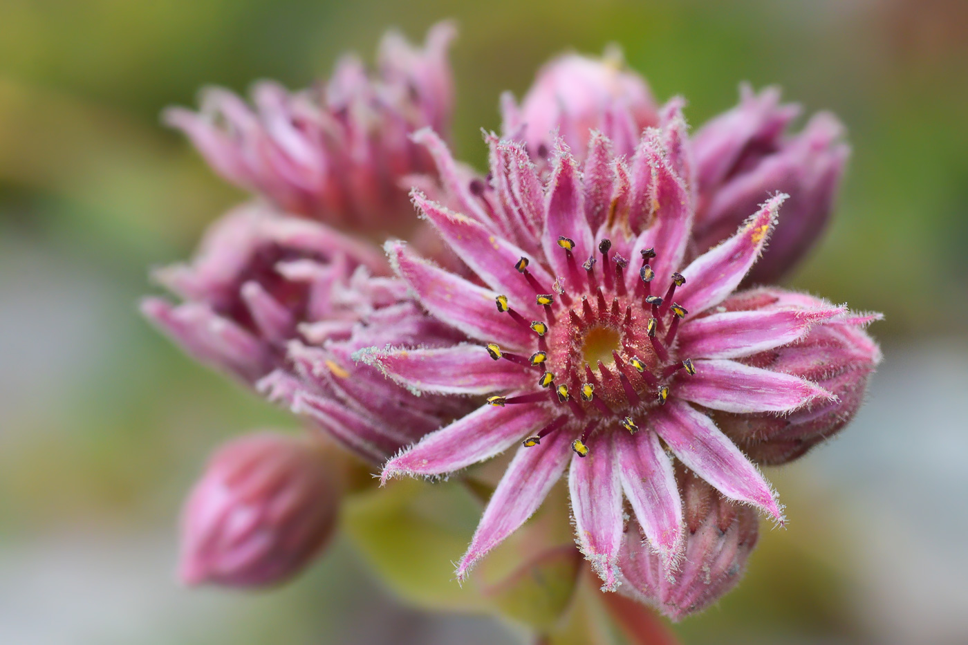 Image of Sempervivum caucasicum specimen.