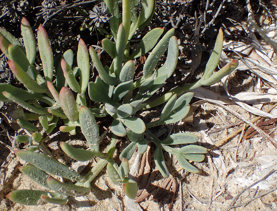 Изображение особи Crithmum maritimum.