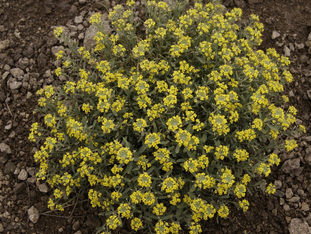 Image of genus Alyssum specimen.
