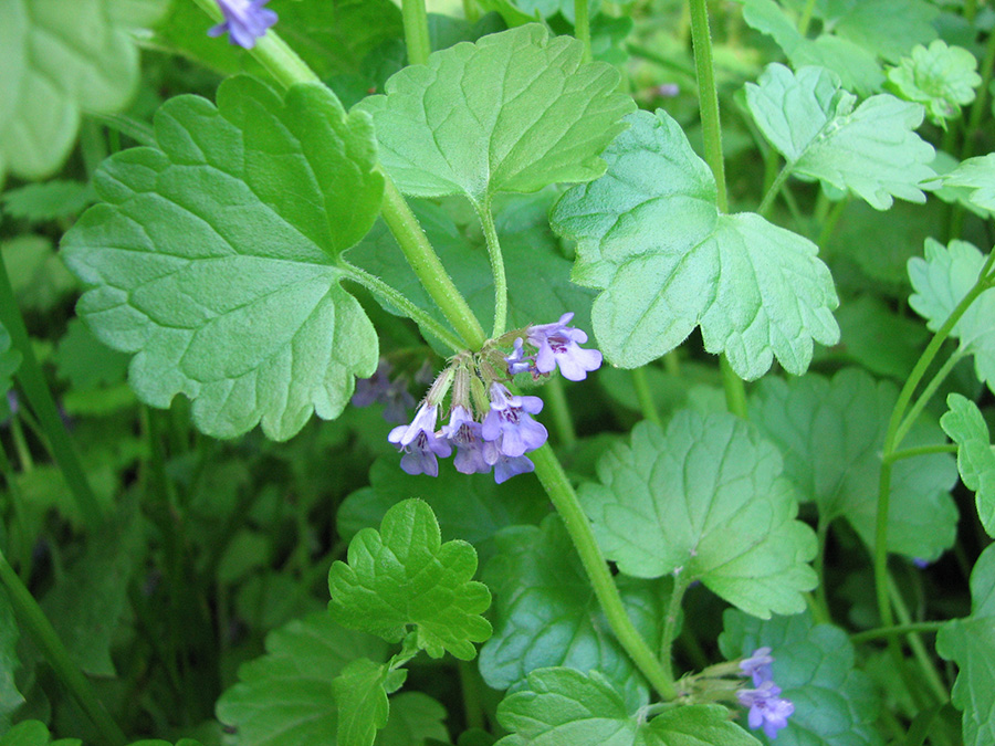 Image of Glechoma hederacea specimen.