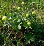 Trollius europaeus. Зацветающие растения. Санкт-Петербург, Пушкинский р-н, окр. пос. Александровская, луговой склон. 27.04.2019.